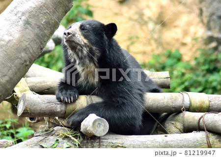 メガネグマ 木登り 熊 メガネクマの写真素材