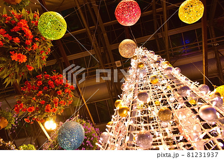 松江フォーゲルパーク 松江 島根 花の写真素材