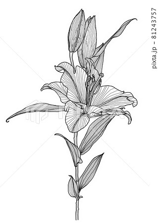 花 白黒 一輪のイラスト素材