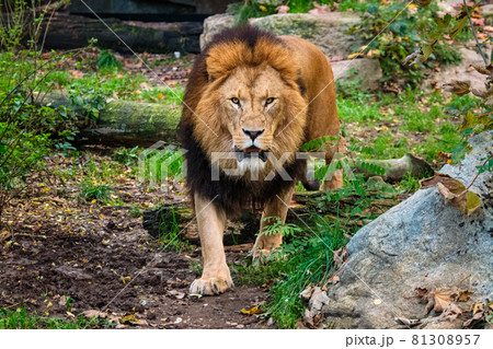 Lion in jungle forest in natureの写真素材 [81308957] - PIXTA