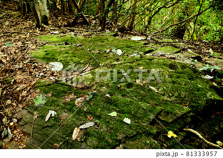 弘法大師の杖の写真素材