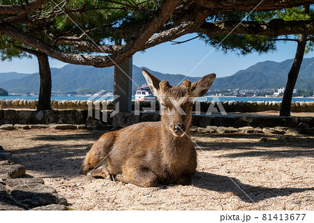 写真鹿帖..カメラ目線な122年前の鹿たちの写真集 神々しい鹿さんたち🦌✨ 動物を撮るのこんなに楽しいとは