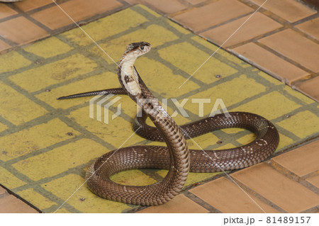 キングコブラの写真素材 キングコブラの写真素材