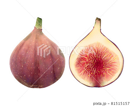 無花果のイラスト素材