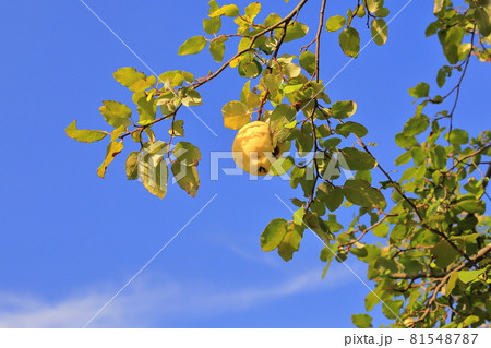 西洋かりんの写真素材