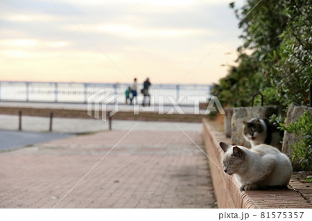 海の公園の猫（袖ヶ浦海浜公園）の写真素材 [81575357] - PIXTA