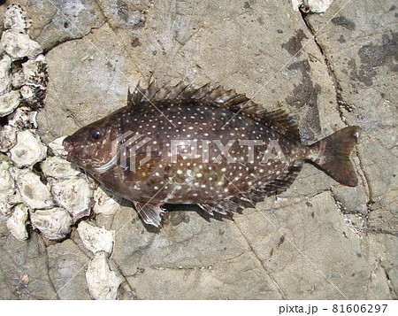 アイゴ バリ 海水魚 魚の写真素材