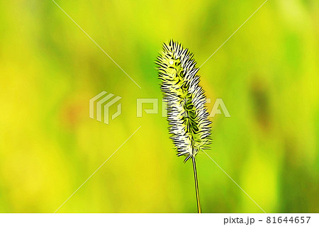 エノコログサ 猫じゃらし 野草のイラスト素材
