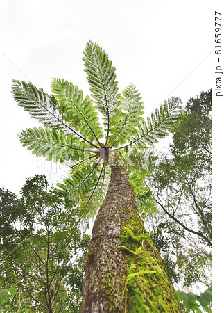奄美大島 奄美 シダ植物 ヒカゲヘゴの写真素材 - PIXTA 奄美大島 奄美 シダ植物 ヒカゲヘゴの写真素材 - PIXTA