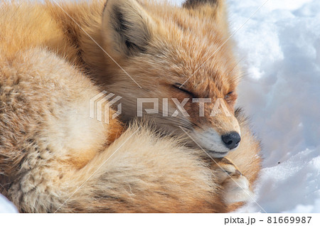 狐のしっぽの写真素材