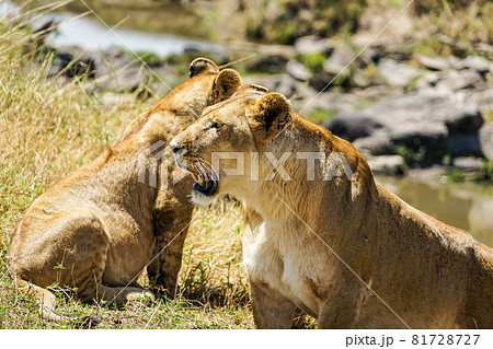 ライオン 雌 動物 横顔の写真素材