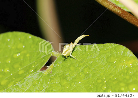 クモ目の写真素材