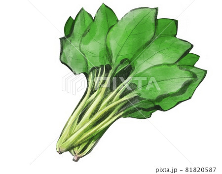ほうれん草のイラスト素材
