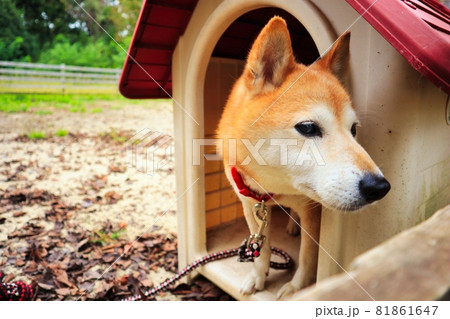 犬 柴犬 犬小屋 屋外の写真素材