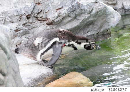 ファーストペンギンの写真素材