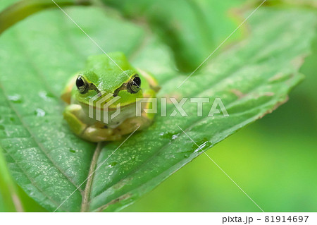 カエル 正面の写真素材