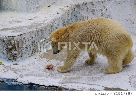 北極熊子供白クマ赤ちゃんの写真素材