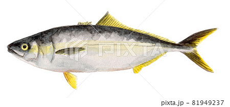 ハマチ イラスト 海水魚 魚のイラスト素材 - PIXTA