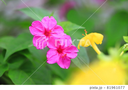 ラッパ型の花の写真素材