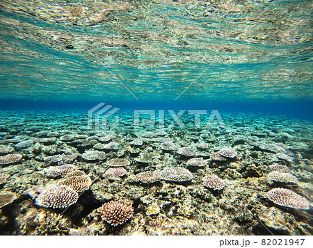 珊瑚 珊瑚礁 海中 テーブルサンゴの写真素材 - PIXTA 珊瑚 珊瑚礁 海中 テーブルサンゴの写真素材 - PIXTA
