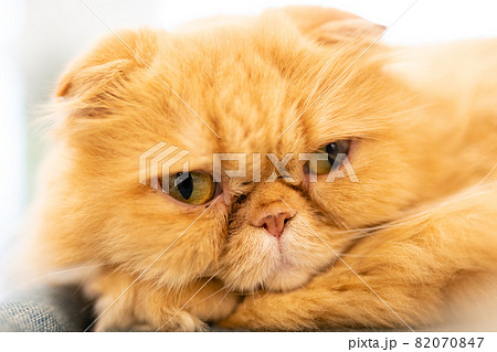 ブサイク 猫の写真素材 - PIXTA