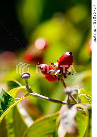 ハナミズキ 花芽 ハナミズキの花芽 花水木の花芽の写真素材