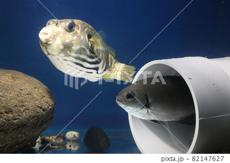 ふぐ かわいいの写真素材