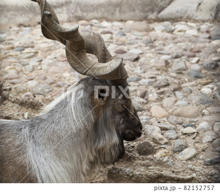 動物 山羊 正面 哺乳類 角 ヤギの写真素材 - PIXTA