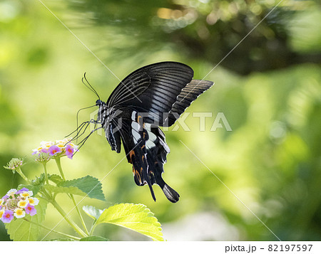 蝶 ちょうちょ の写真素材集 ピクスタ