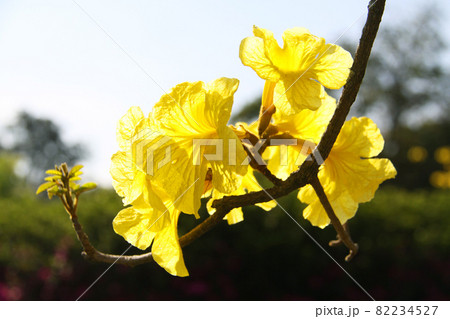 ブラジル国花 花の写真素材