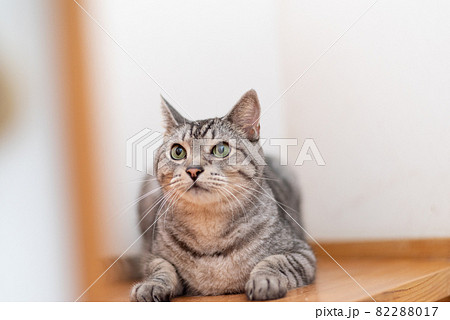 サバネコの写真素材