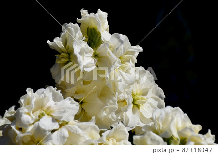 アブラナ科 花美しい 花色白 ストックの写真素材