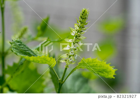 シソ 花穂 紫蘇 花の写真素材