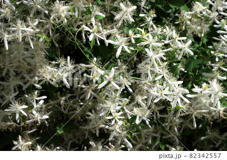 花言葉 安全 の写真素材