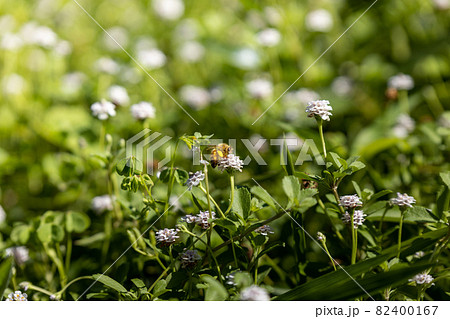 植物 雑草 白い花 小花の写真素材