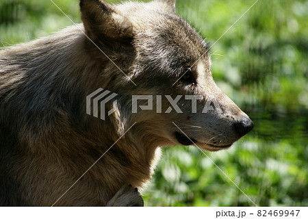 シンリンオオカミ 狼 横顔 動物の写真素材