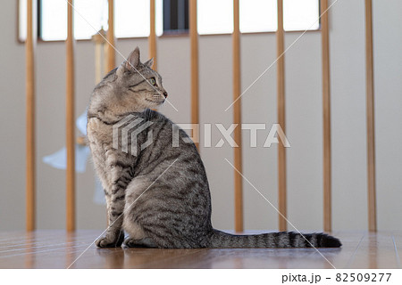 猫 ネコ 座る 横向きの写真素材