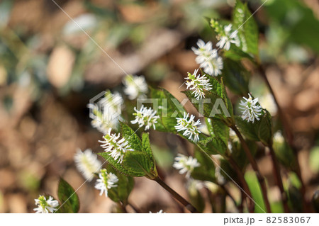一人静 花 野草 山野草の写真素材