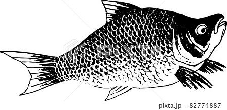 鮒 魚 かわいいの写真素材