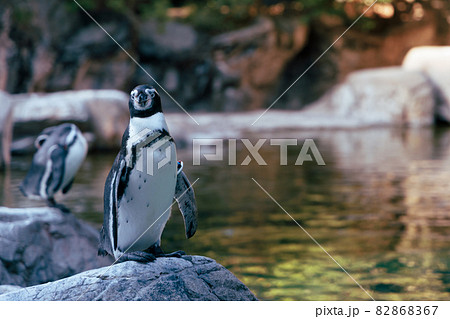 ファーストペンギンの写真素材