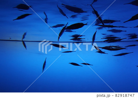 鳥羽水族館 水族館 魚 群れの写真素材