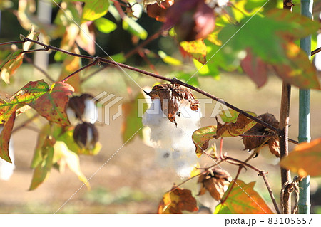 インド綿 綿 植物繊維 綿の実の写真素材
