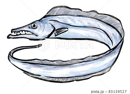 タチウオのイラスト素材