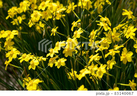 ニオイスイセンの写真素材