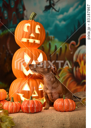オーダーページ パネル ハロウィン ミニチュアダックス 9/16 オーダーページ パネル ハロウィン ミニチュアダックス 9/16