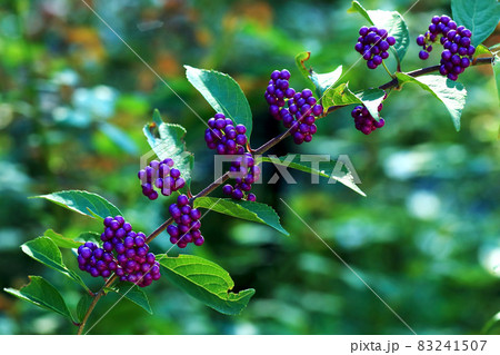 紫式部日本紫珠盆栽植物照片素材