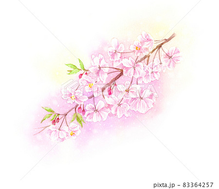 しだれ桜のイラスト素材