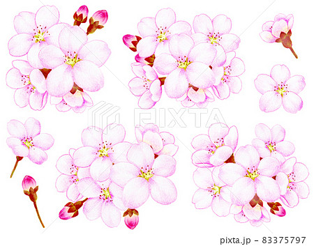 色鉛筆画 春 花 植物のイラスト素材