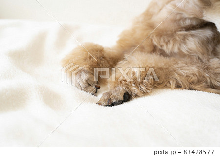 肉球 犬 手の写真素材