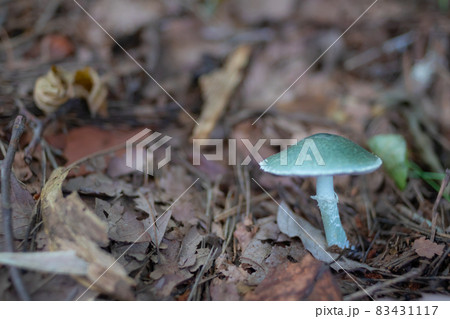 モエギタケ科の写真素材